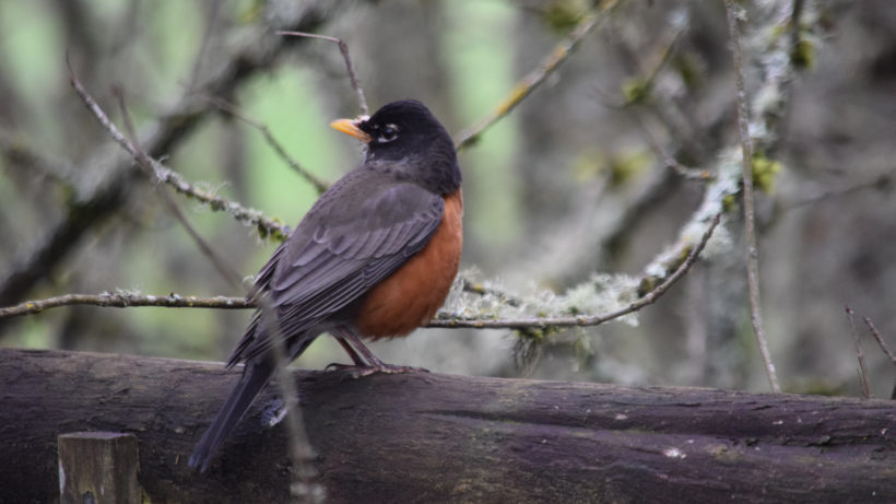 Why Are You Seeing Robins in Winter? - Cool Green Science