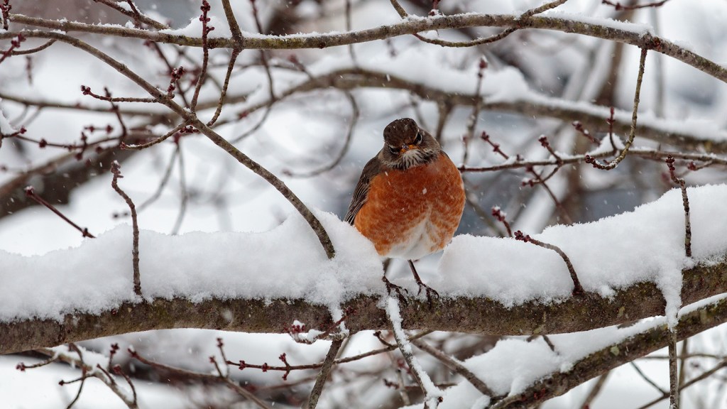 American robin perched on a snowy branch looking very annoyed.