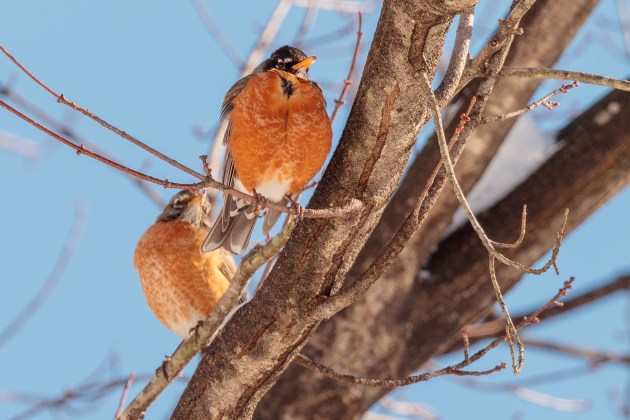 Two robins with very puffed up red-orange breasts sitting on a branch.