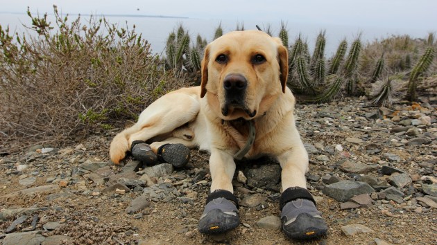 Recovery: Evicting Rabbits - Cool Green Science