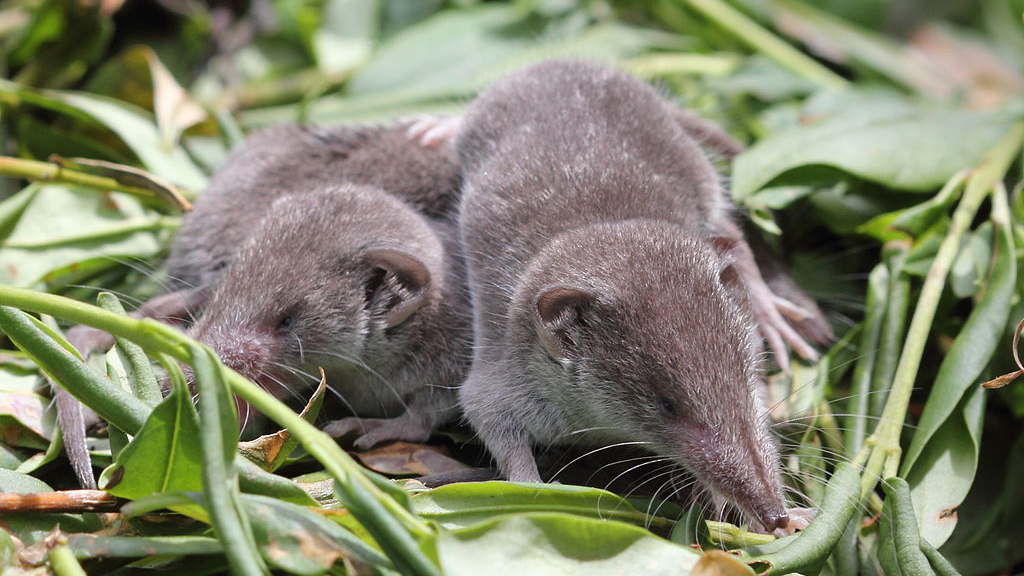 What Eats Elephant Shrews In The Savanna