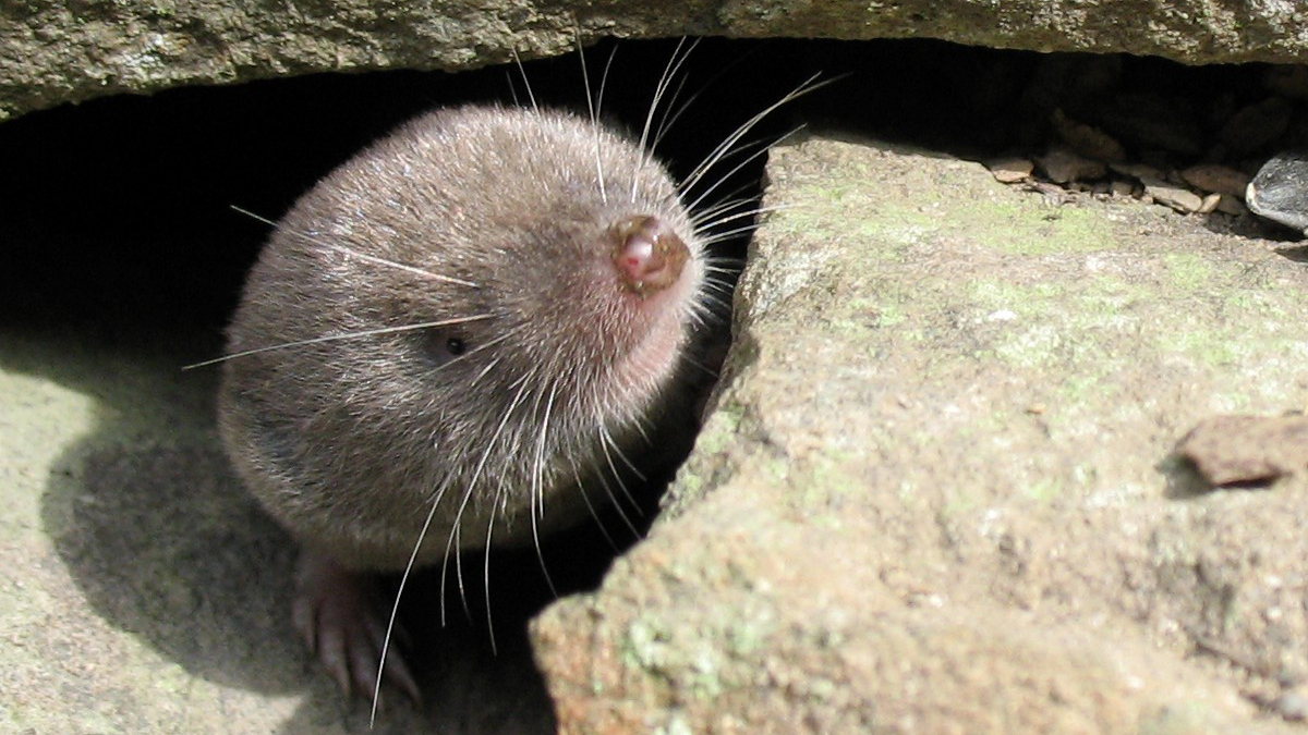 Strange and Unbelievable Facts About Shrews - Cool Green Science