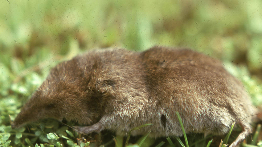 Strange and Unbelievable Facts About Shrews - Cool Green Science