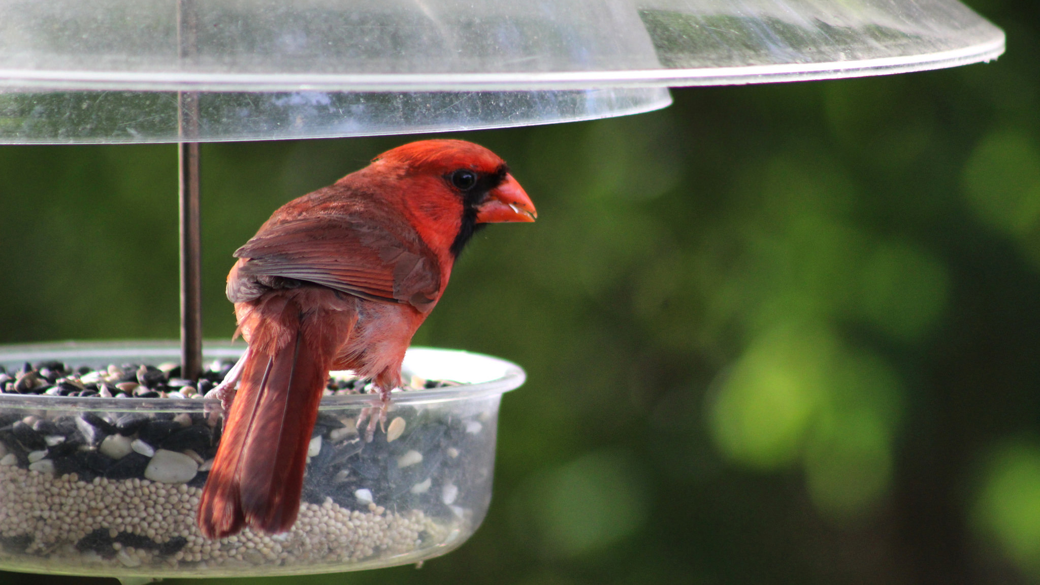 Cardinal deals bird feeder