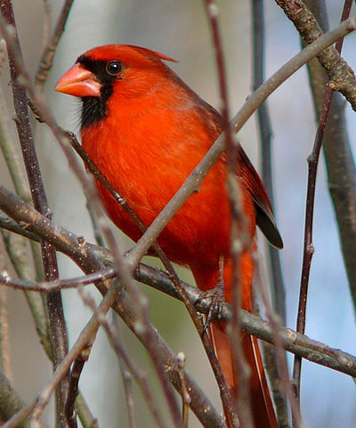 Northern cardinal is a popular bird in northern New Jersey. Male