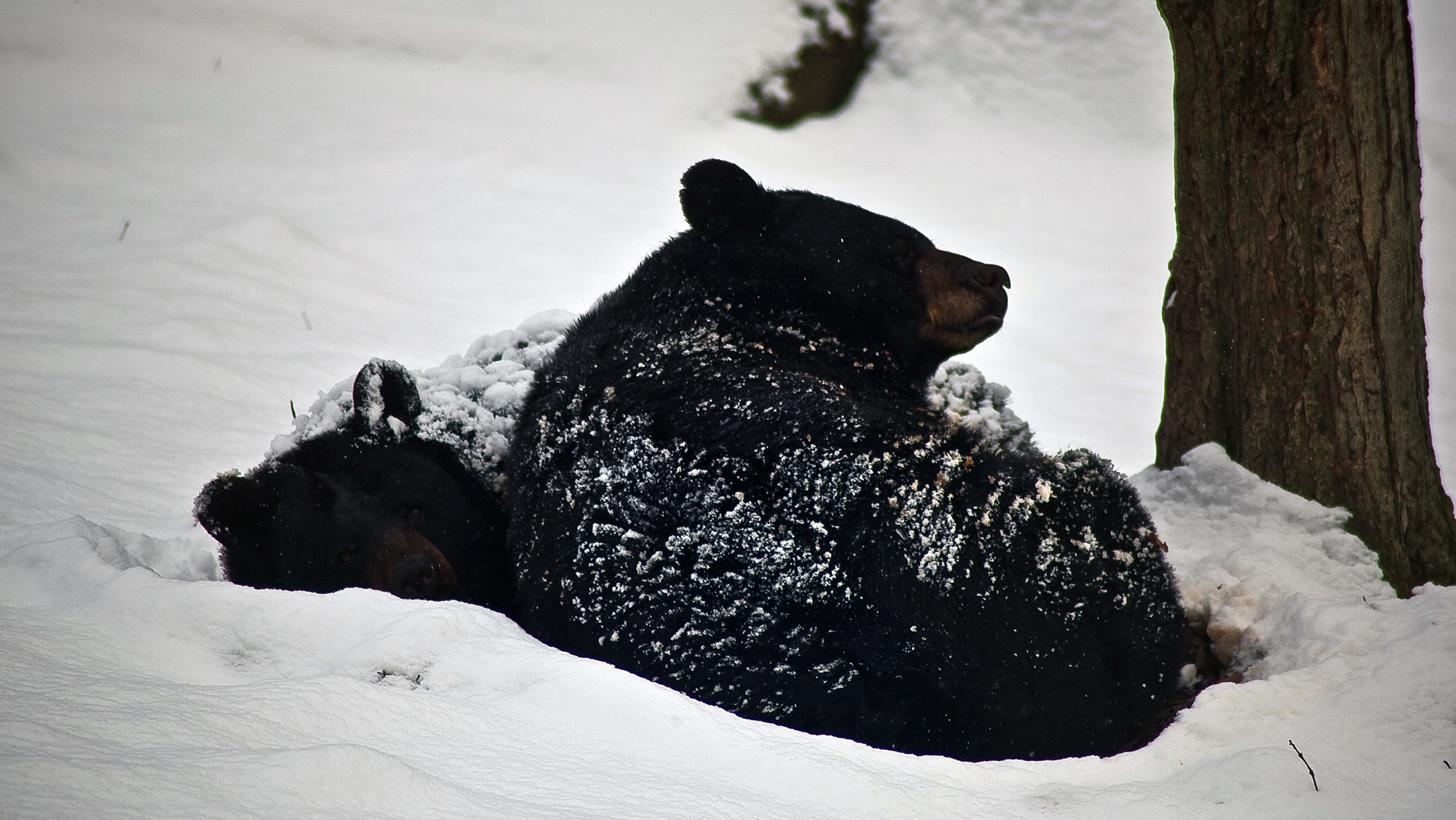 How a Black Bear Wakes Up from a Long Winter's Nap - Cool Green Science
