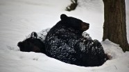 Bears In Hibernation Bears In Hibernation