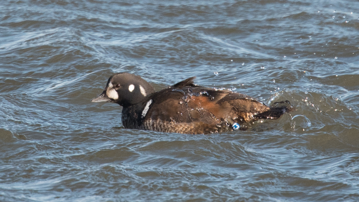 A Harlequin Duck's Long Cross-Country Migration - Cool Green Science