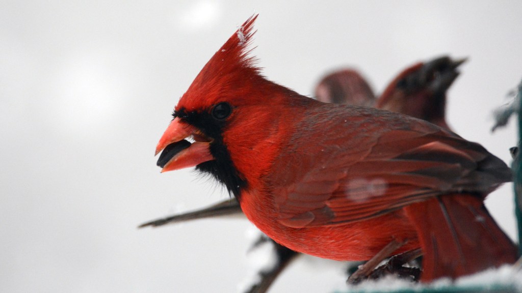 birds similar to cardinals