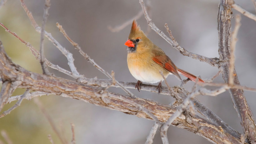 Northern cardinal is a popular bird in northern New Jersey. Male