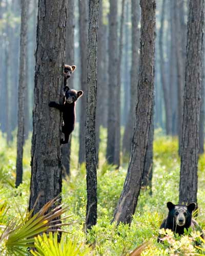 How a Black Bear Wakes Up from a Long Winter's Nap - Cool Green Science