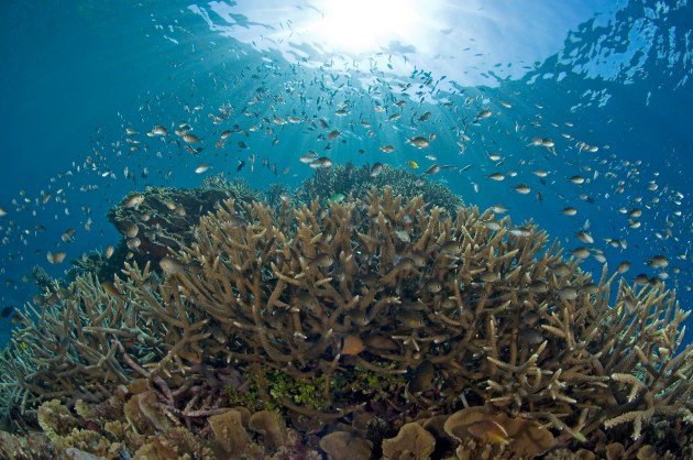 Modeling Pollution’s Footprint on Coral Reefs