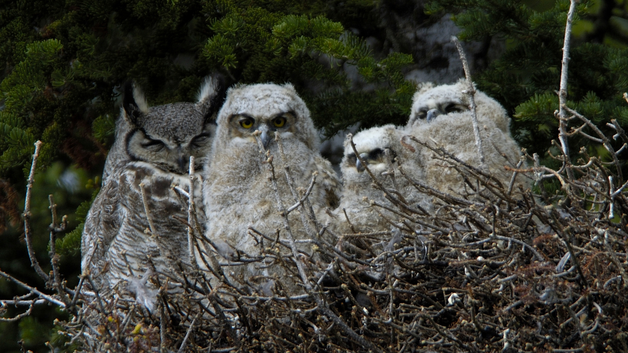 great grey owl nest cam