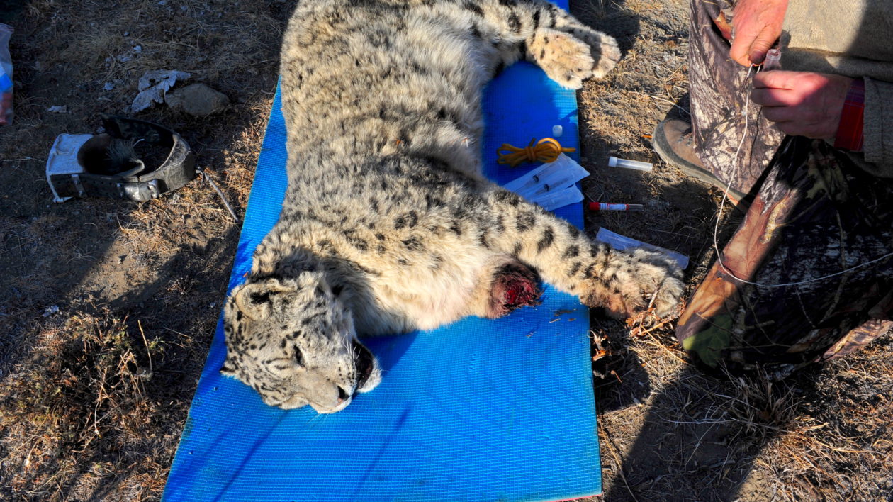 Tracking the Three-Legged Snow Leopard