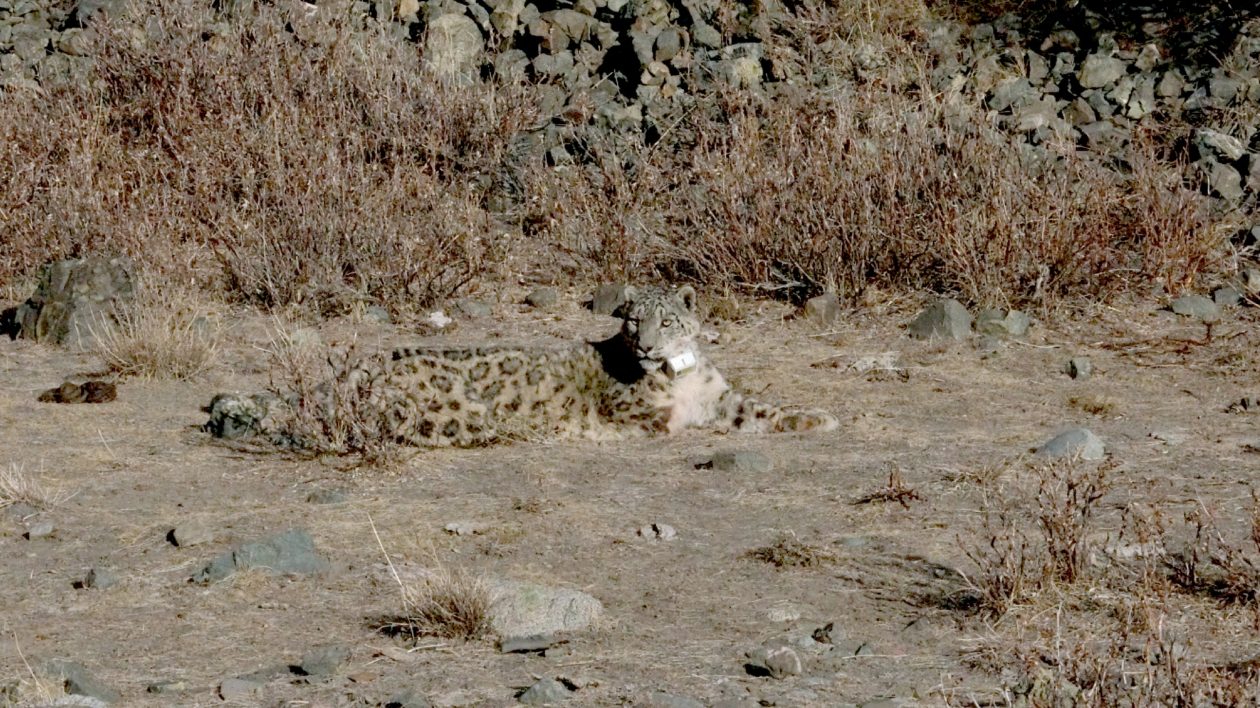 5 days until Snow Leopard Day! As we're counting down the days