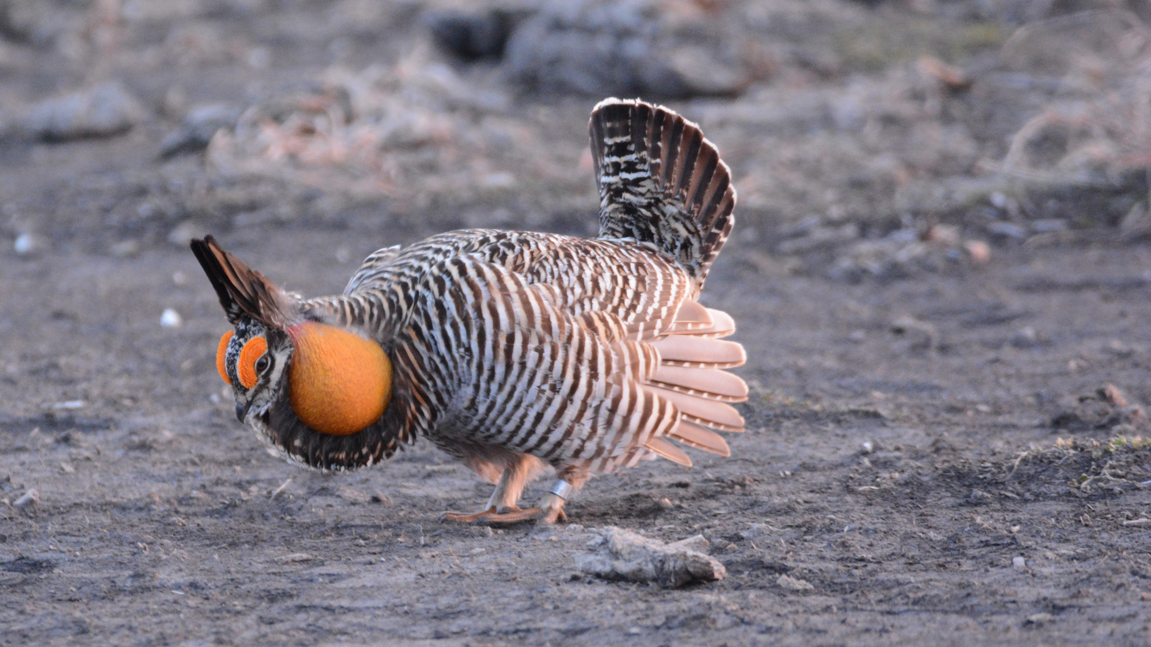 could-prairie-chickens-come-booming-back-cool-green-science