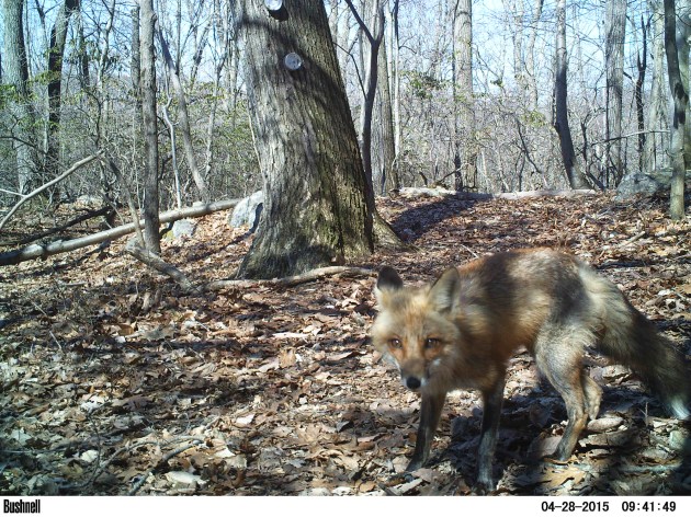 Who’s Smiling on Canid Camera? - Cool Green Science