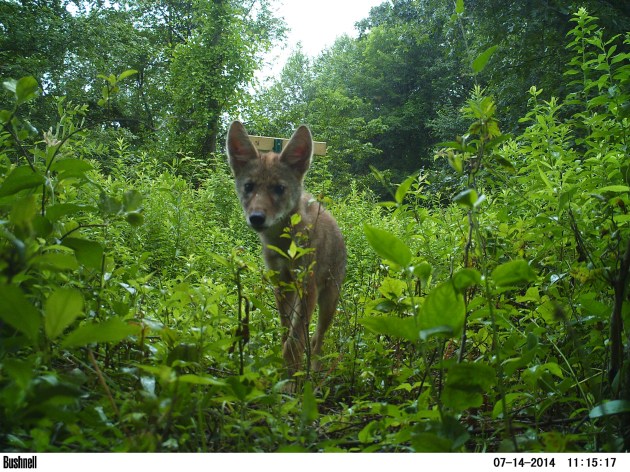 Who’s Smiling on Canid Camera? - Cool Green Science