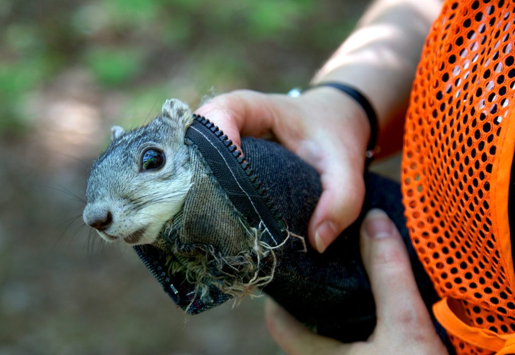 Flying squirrel? I've never seen one in central Maine before. : r