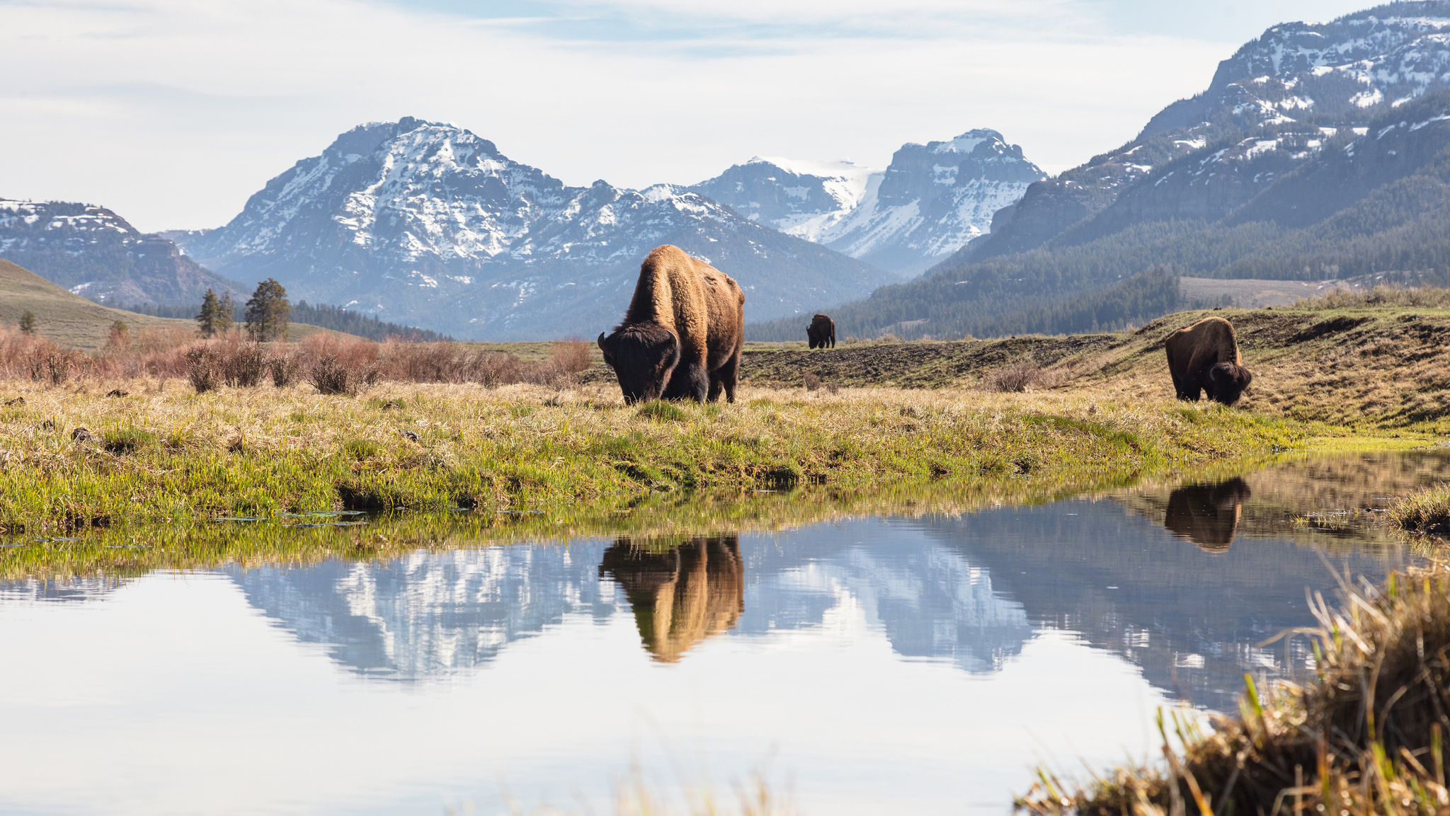 The Ultimate Guide to Yellowstone Wildlife Viewing