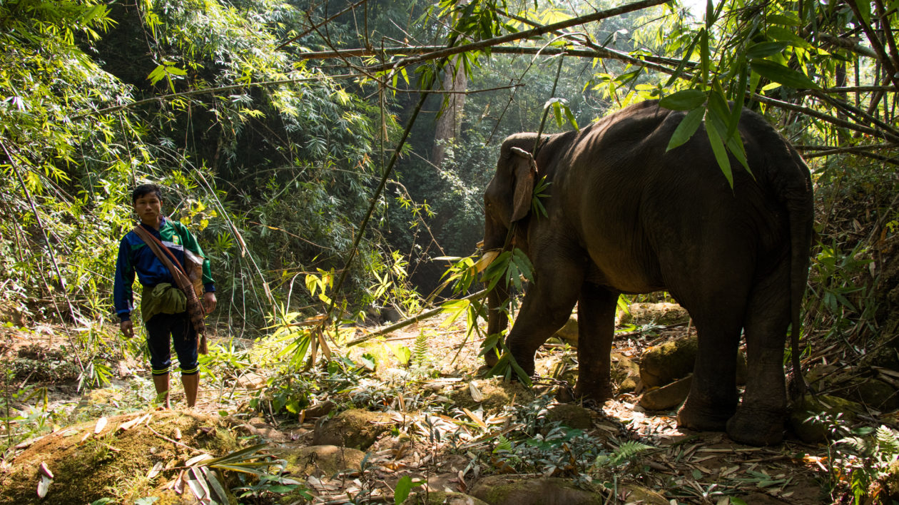 Saving Myanmar’s Timber Elephants