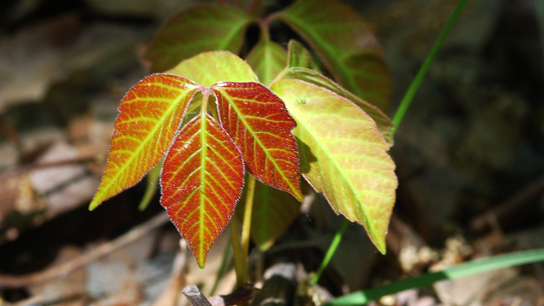 Poison Ivy