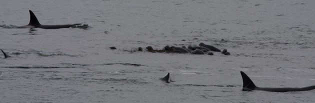 Need a Moment of Conservation Zen? We've Got Orca Sounds. - Cool Green ...