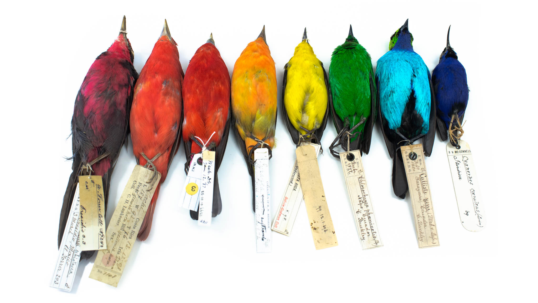 How Did Birds Get So Colorful?