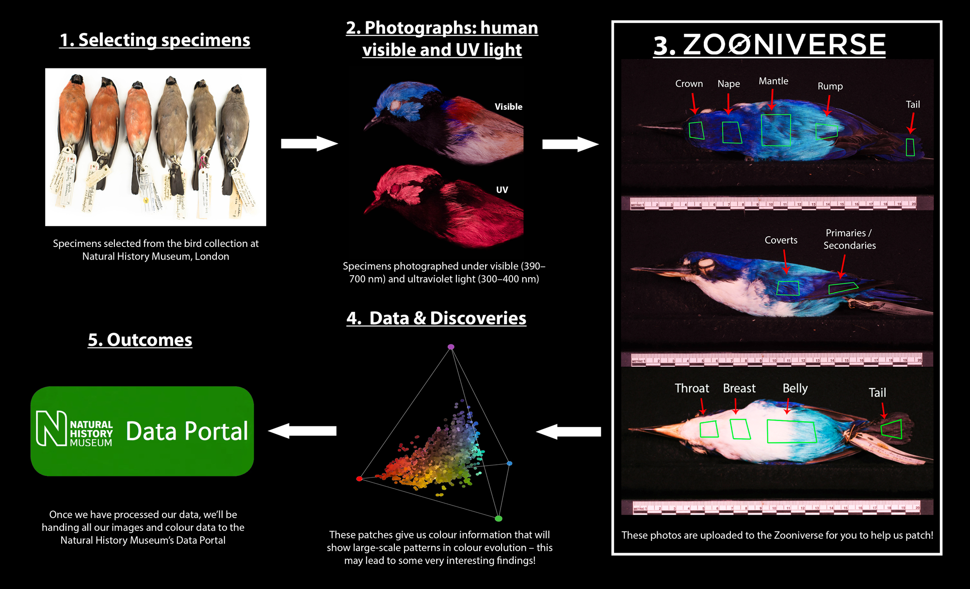 How Did Birds Get So Colorful? - Cool Green Science