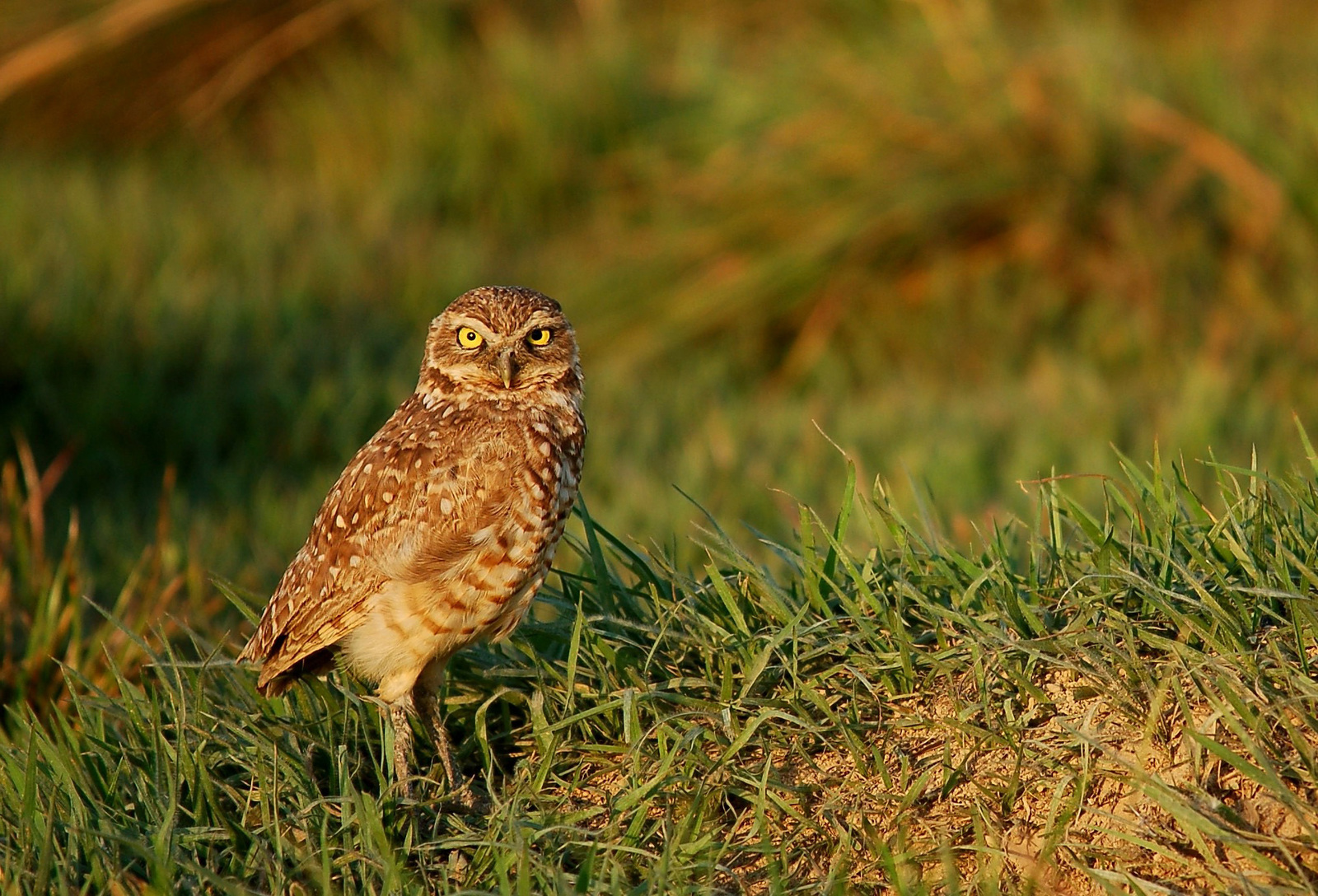 Owl Underground: A Summer Encounter with Burrowing Owls