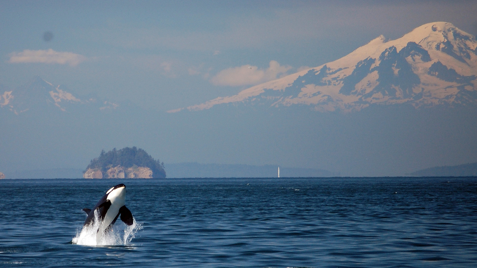 Need a Moment of Conservation Zen? We've Got Orca Sounds. - Cool Green  Science