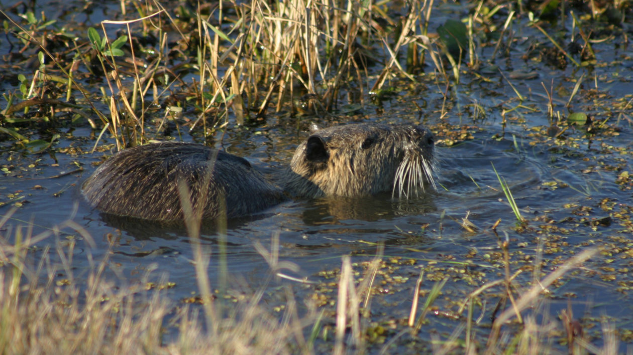 Recovery by Eradication: Saving Marshes from Nutria