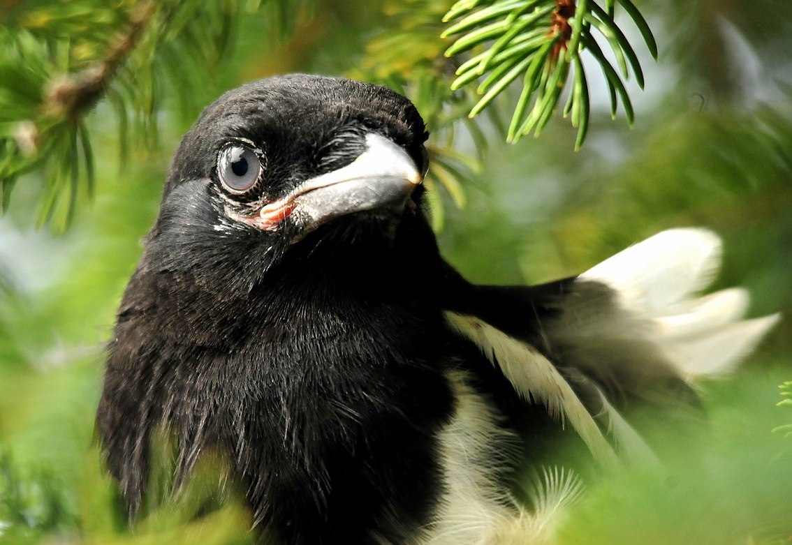 Magpies: Murder, Mischief and Myth