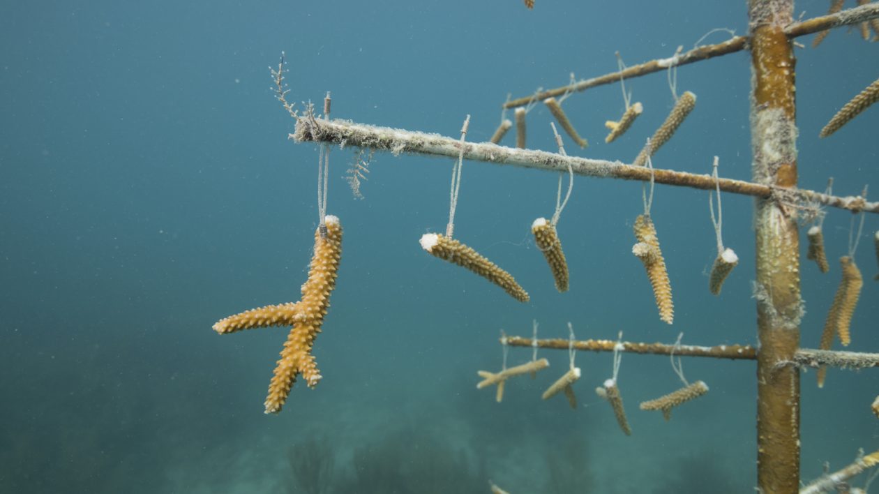 See Staghorn Coral Grow in Hypnotic Time-Lapse