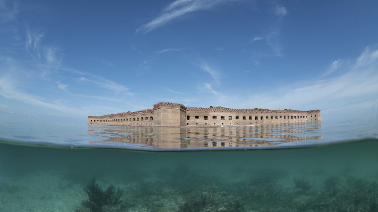 Staghorn Coral - Dry Tortugas National Park (U.S. National Park Service)