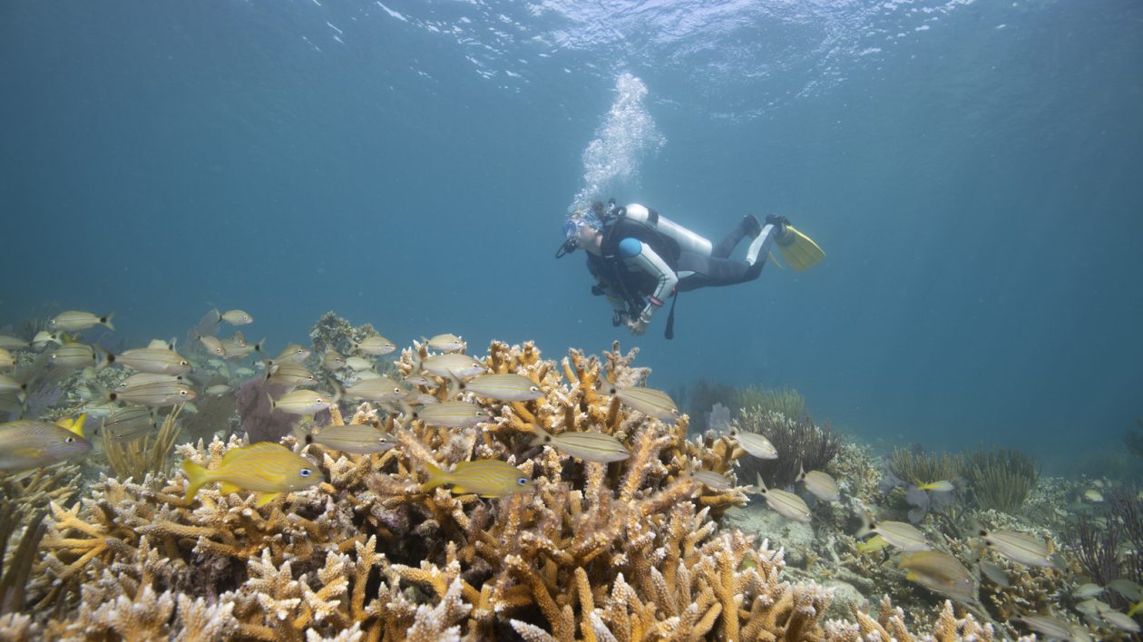 Coral Gardening Effectively Restores Staghorn Corals - Science