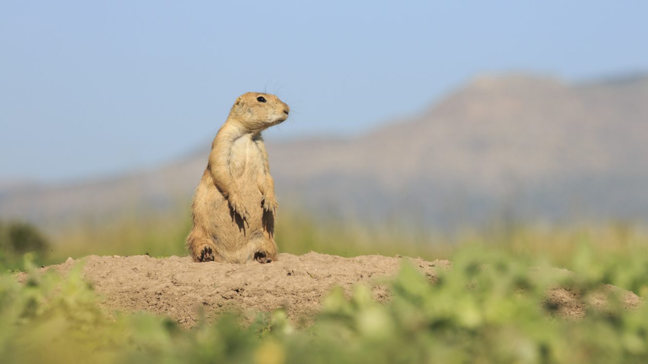 A prairie dog