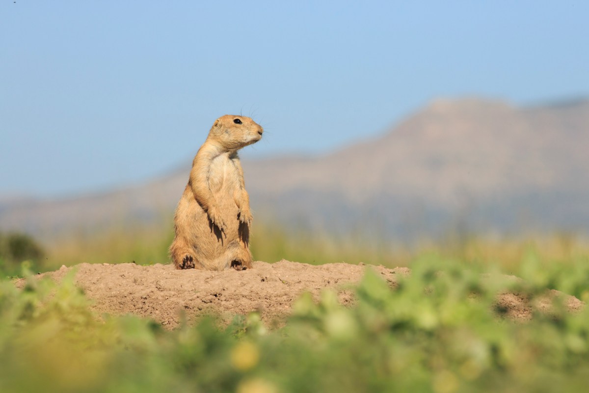 A prairie dog