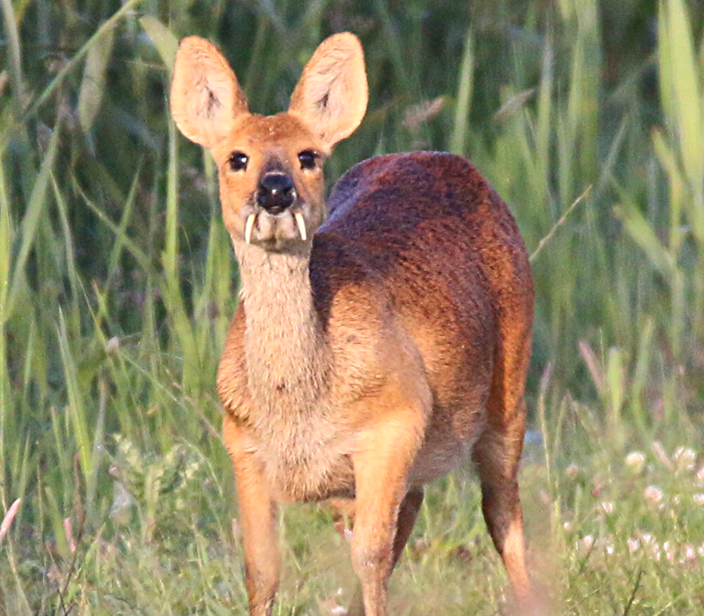 Meet 6 Small and Bizarre Deer Species - Cool Green Science