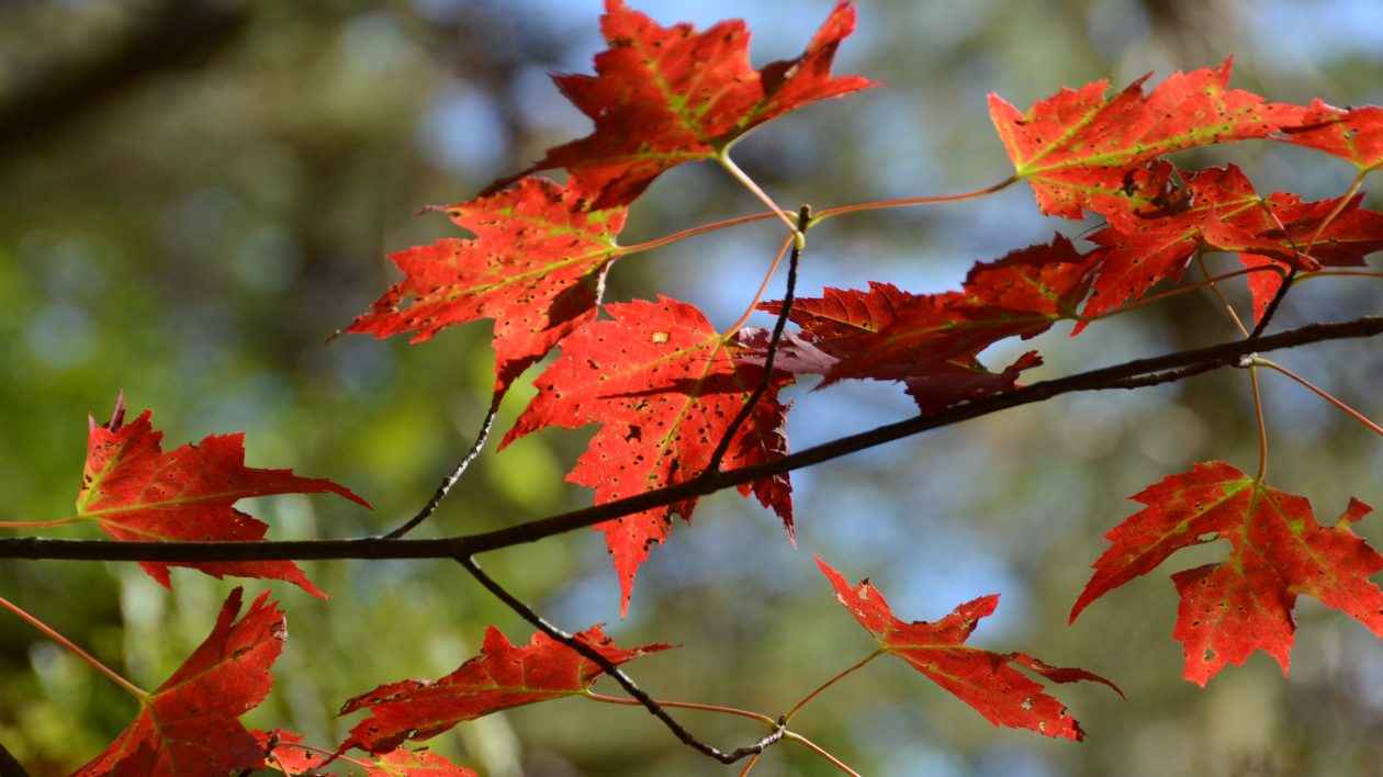 falling autumn maple leaves