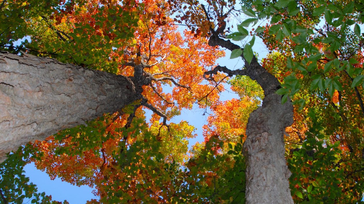 maple leaves falling