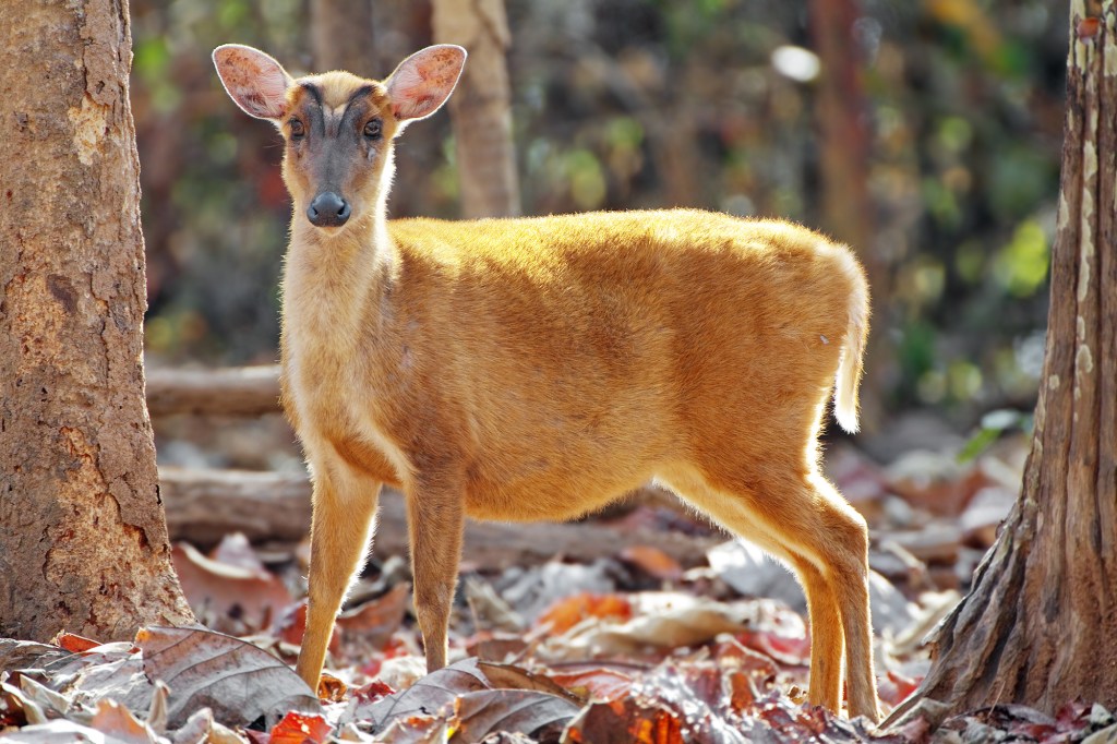 Meet 6 Small and Bizarre Deer Species - Cool Green Science
