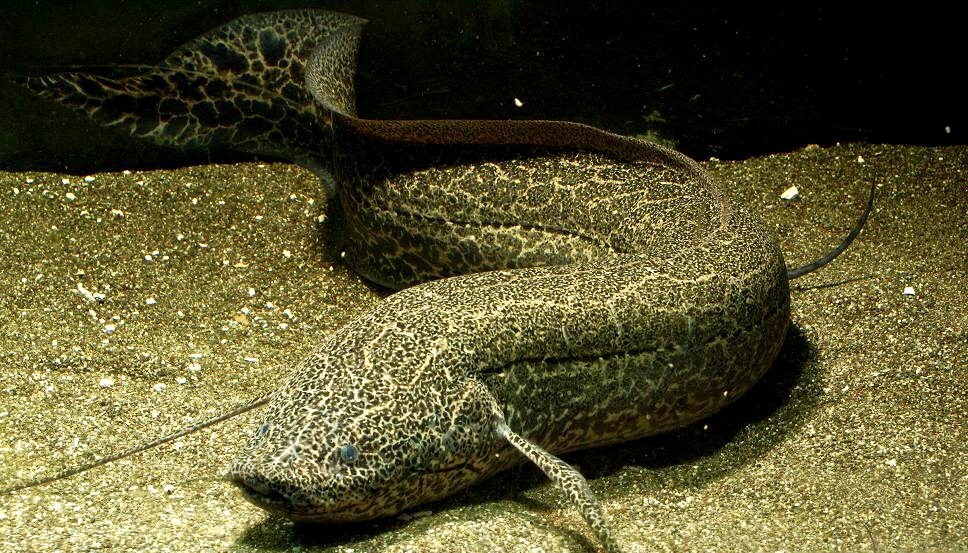 Australian Lungfish Being Eaten