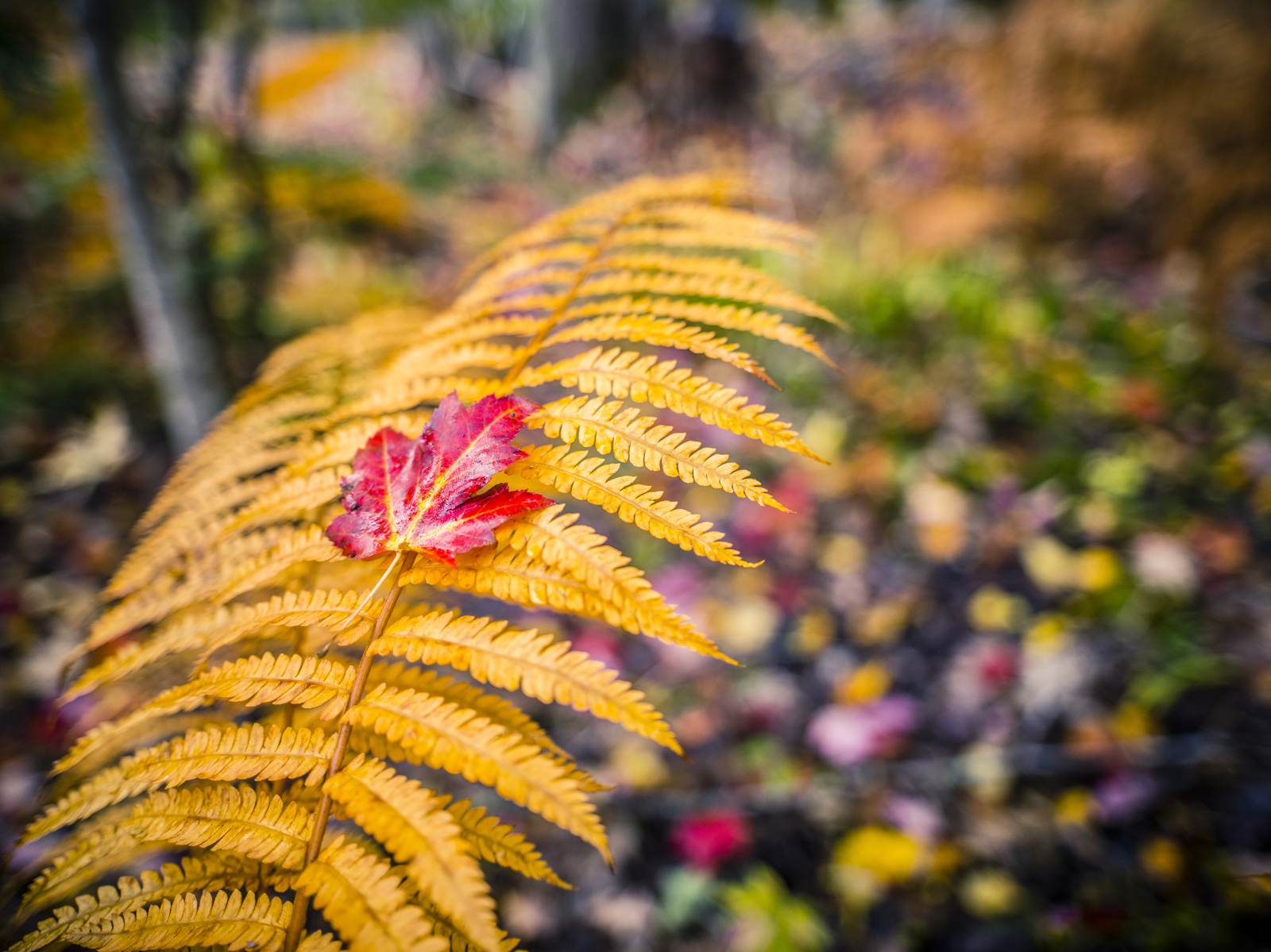 Fall Foliage: When, Why & How Vibrant Will Maple Leaves Be?