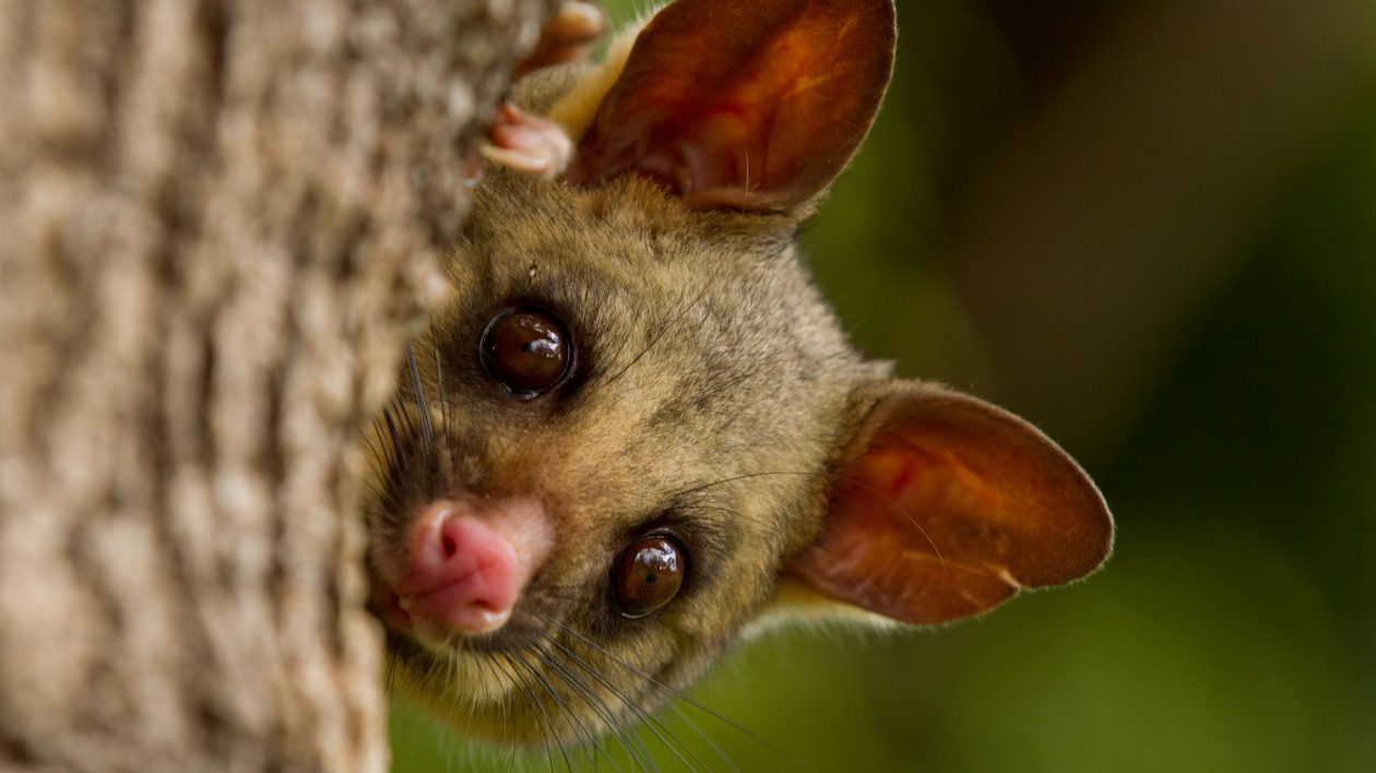 Possum Terrors and Rediscovering Urban Wildlife