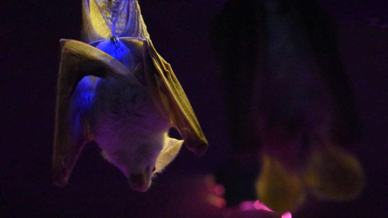 Ghost Bat: Meet Australia's False Vampire