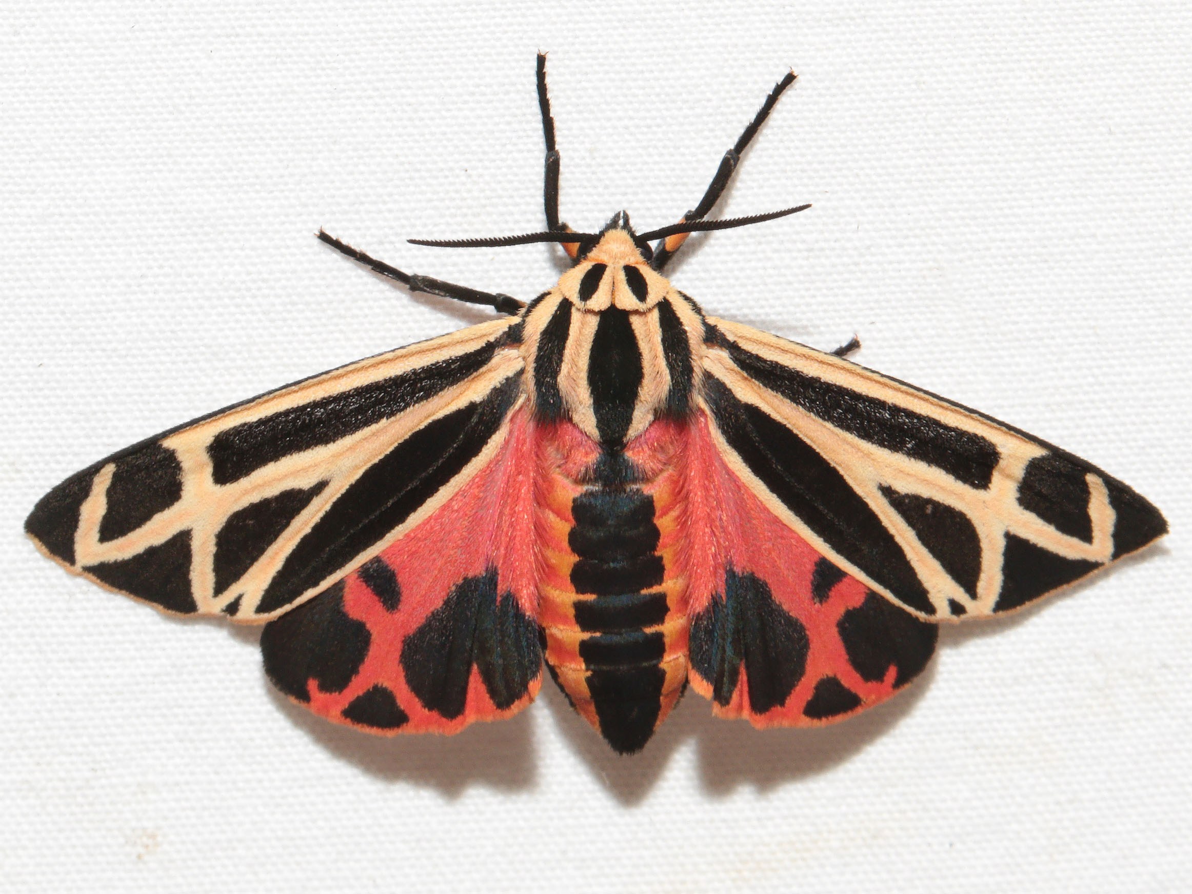 11 Wildly Colored Moths to Brighten Your Day