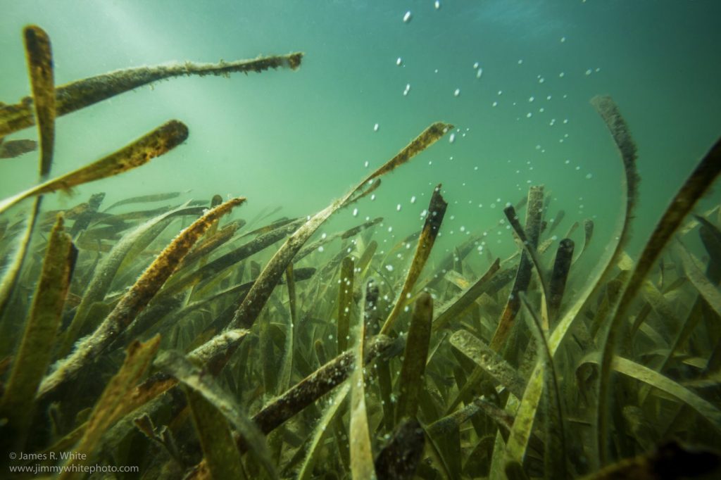 Seagrass Beds: Prairies of the Sea 