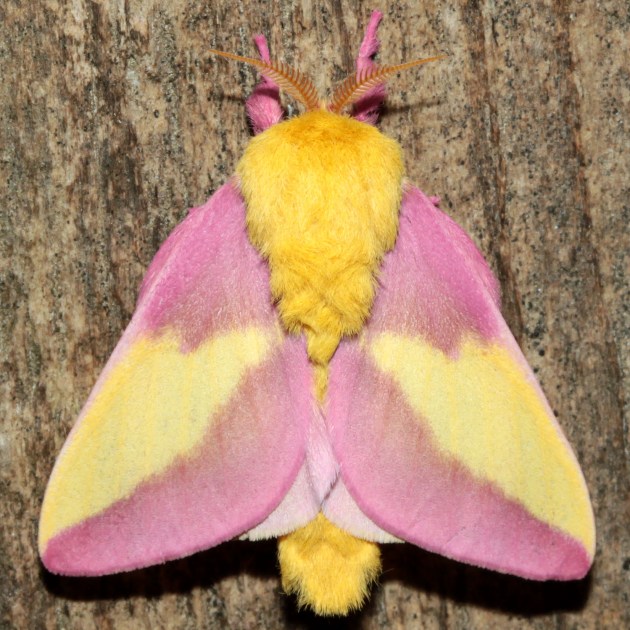 11 Wildly Colored Moths to Brighten Your Day