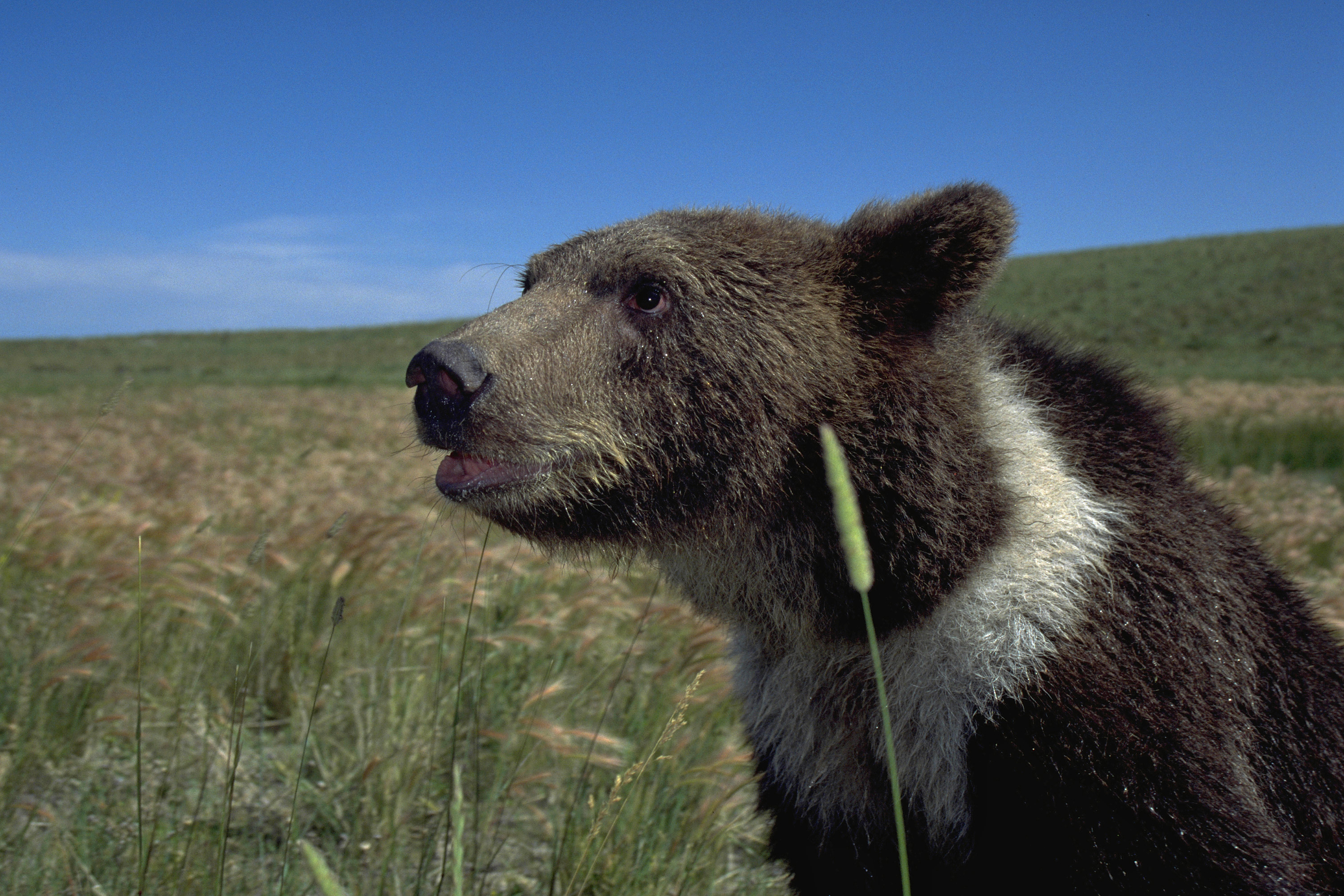 We should be doing more to protect grizzly bears, not less • Daily Montanan